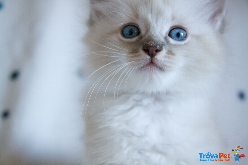 Cuccioli Ragdoll con Pedigree Affisso Anfi - Foto n. 2