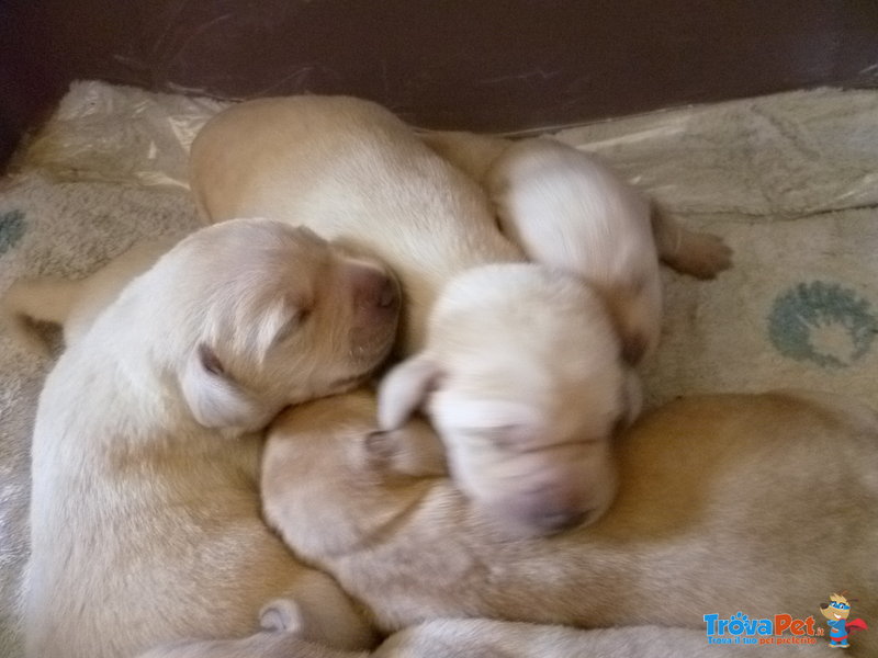 Cuccioli di Labrador Retriever con Pedigree - Foto n. 1