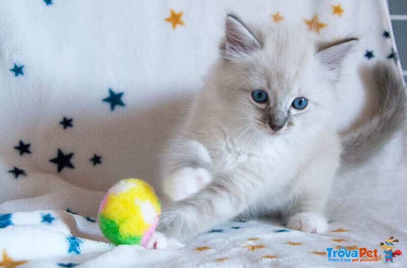 Cuccioli Ragdoll con Pedigree Affisso Anfi - Foto n. 1