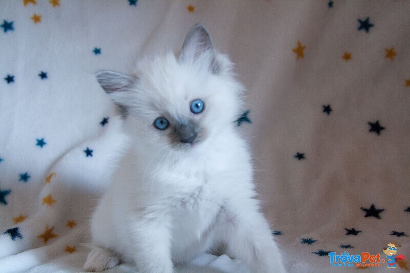 Cuccioli Ragdoll con Pedigree Affisso Anfi - Foto n. 3