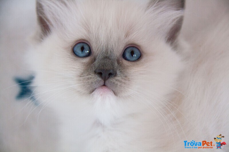 Cuccioli Ragdoll con Pedigree Affisso Anfi - Foto n. 4