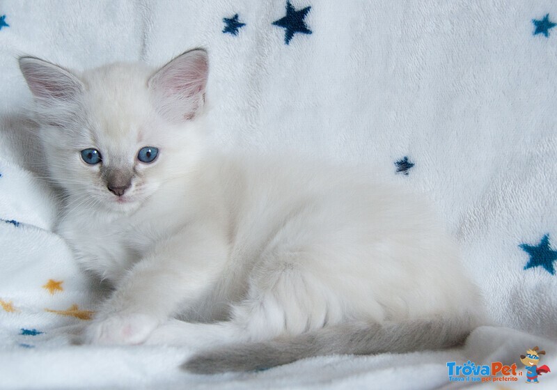 Cuccioli Ragdoll con Pedigree Affisso Anfi - Foto n. 5