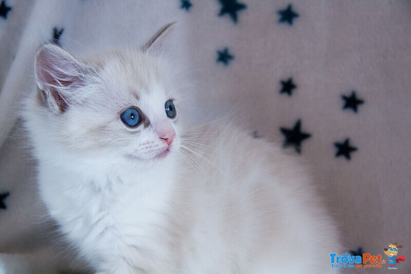 Cuccioli Ragdoll con Pedigree Affisso Anfi - Foto n. 6