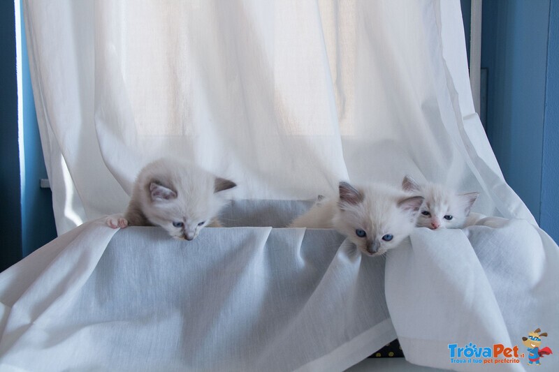 Cuccioli Ragdoll con Pedigree Affisso Anfi - Foto n. 7