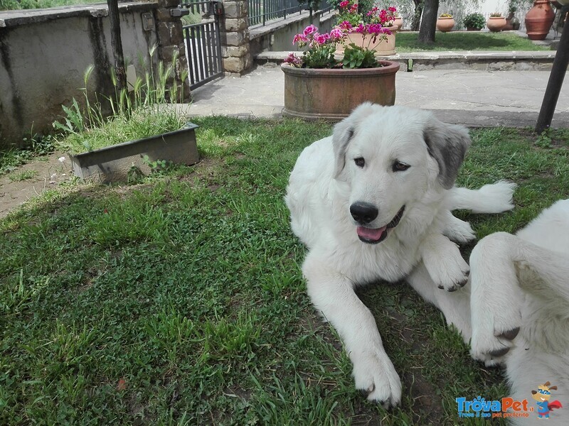 Sami, Cucciolone di Pastore Maremmano/pastore dei Pirenei, Cerca Casa - Foto n. 2