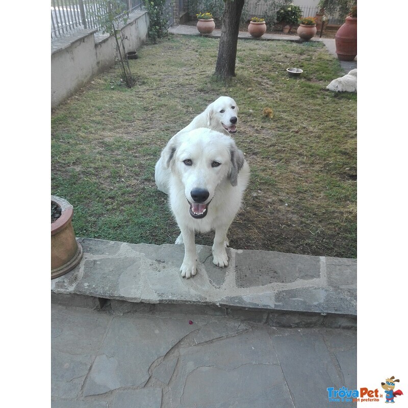 Sami, Cucciolone di Pastore Maremmano/pastore dei Pirenei, Cerca Casa - Foto n. 3