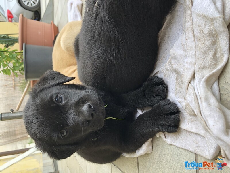 Cucciolo Labrador Nero - Foto n. 1