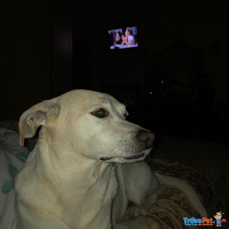 Meticcio di Labrador in Adozione - Foto n. 1