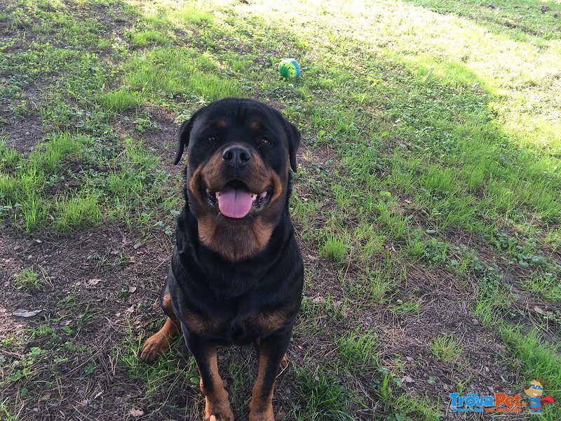 Rottweiler Cuccioli Disponibili - Foto n. 2