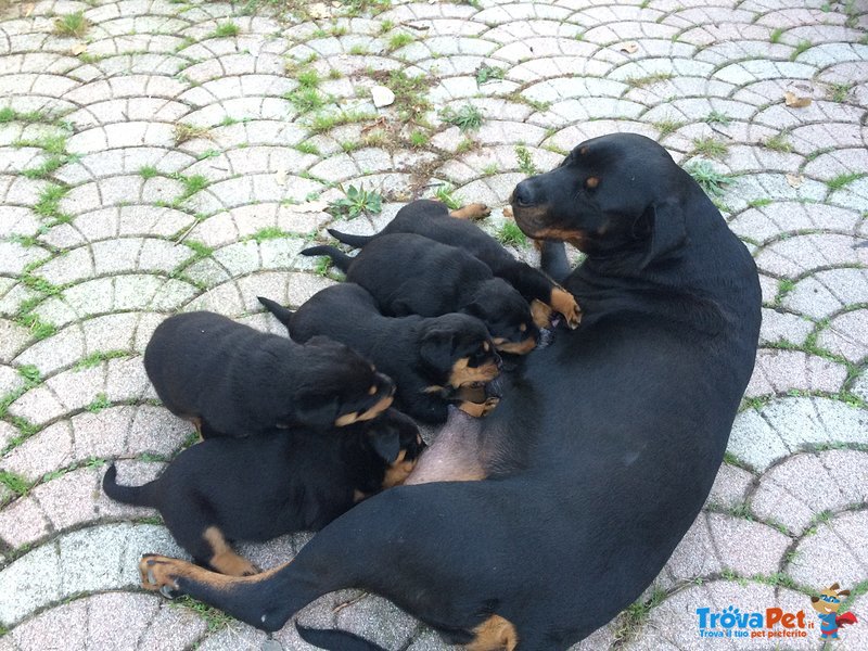 Rottweiler Cuccioli Disponibili - Foto n. 3