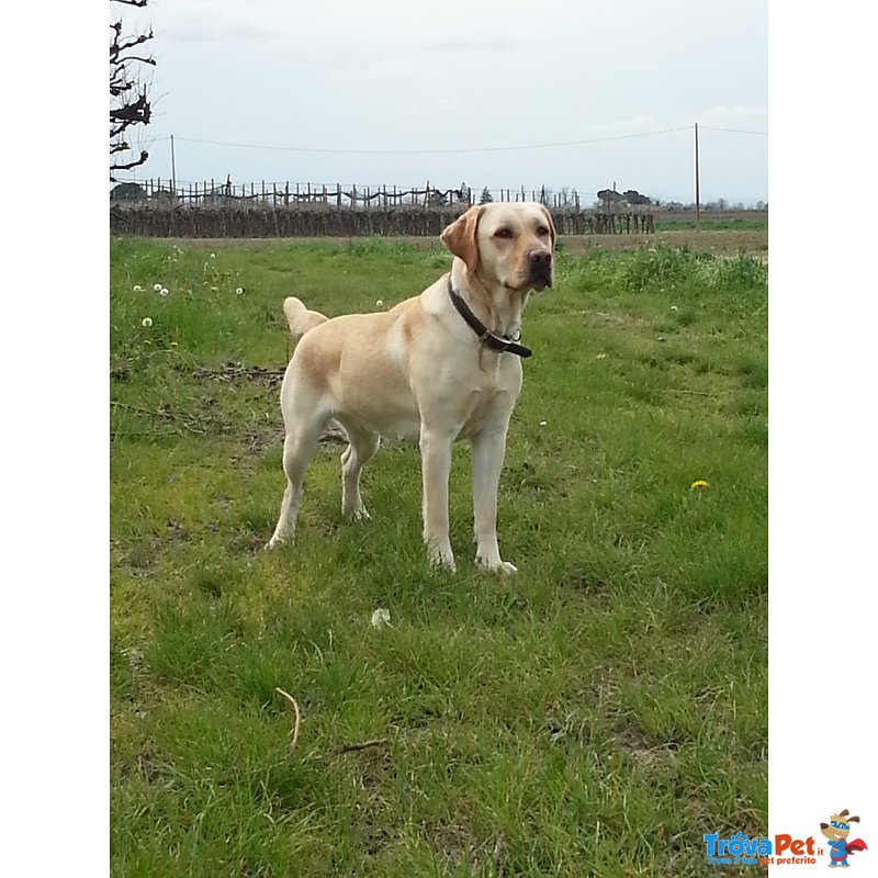 Cuccioli di Labrador Retriever con Pedigree - Foto n. 4