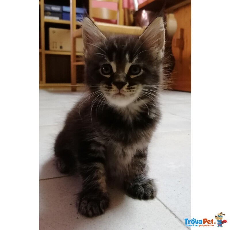 Cuccioli Maine Coon - Foto n. 1