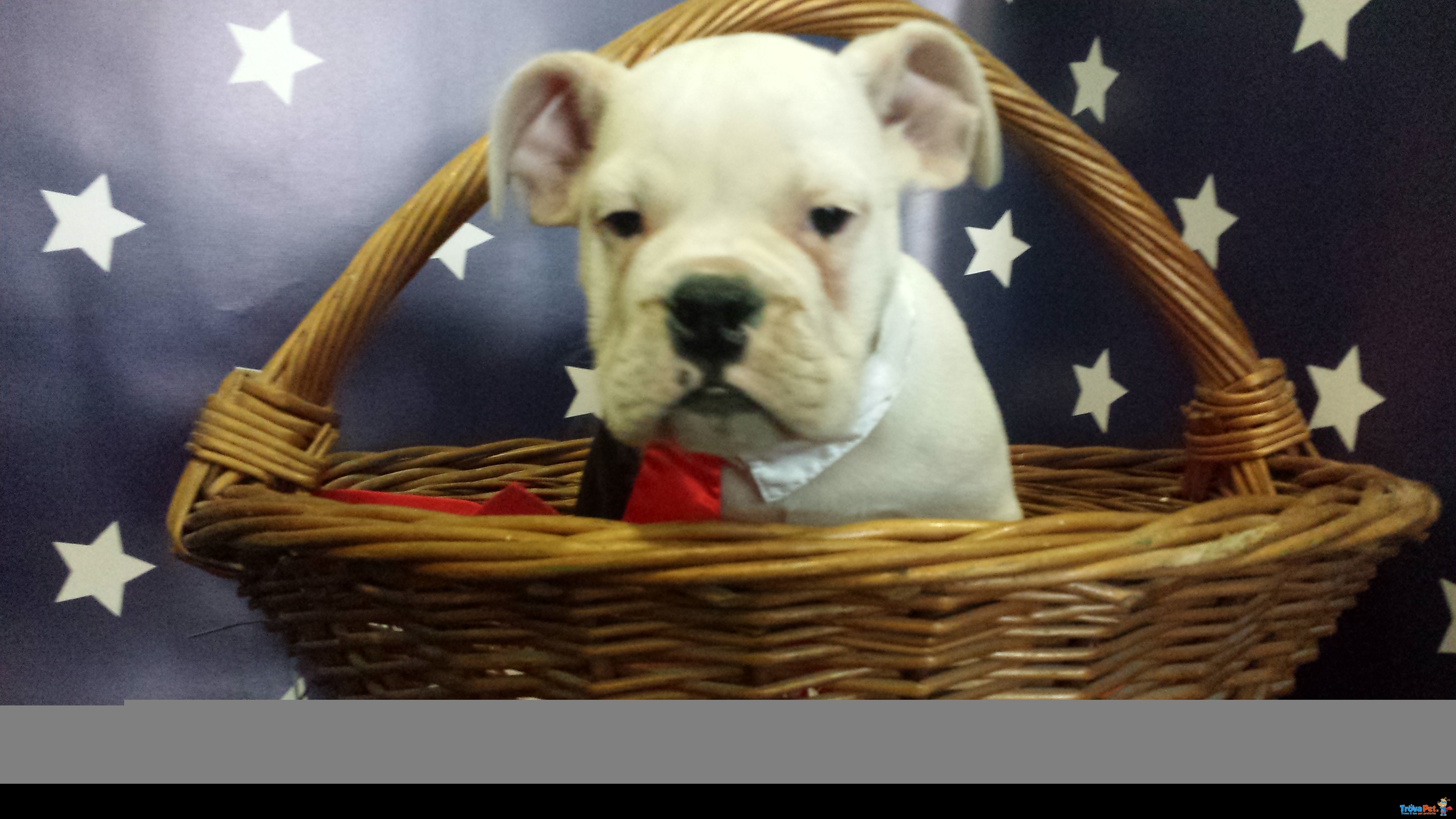 Vendo Bulldog Inglese - Foto n. 1