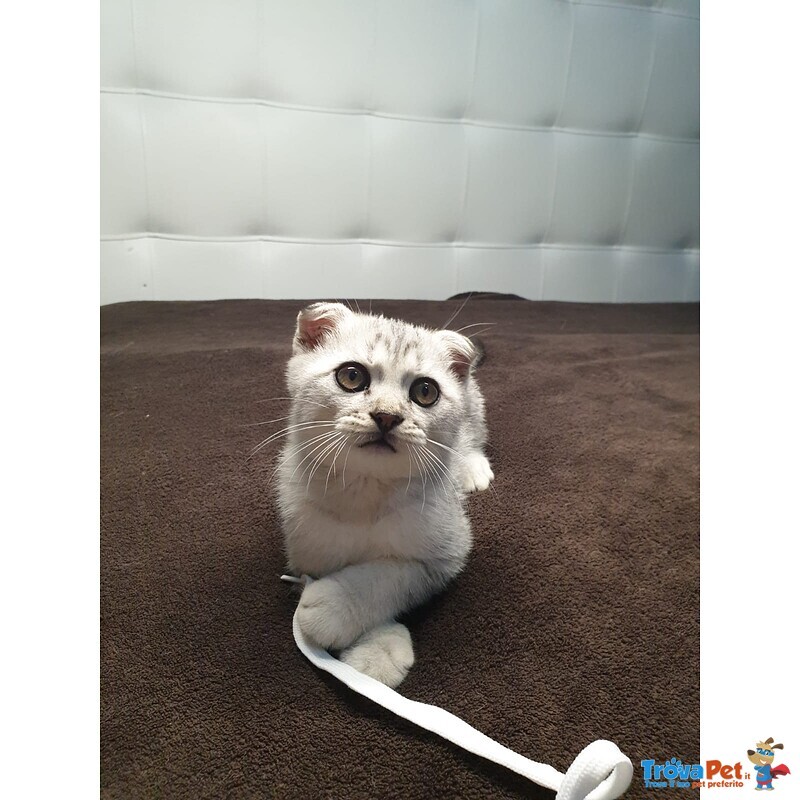 Gattini Scottish Fold - Foto n. 1