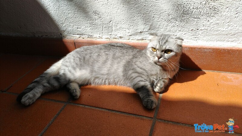 Gattini Scottish Fold - Foto n. 2