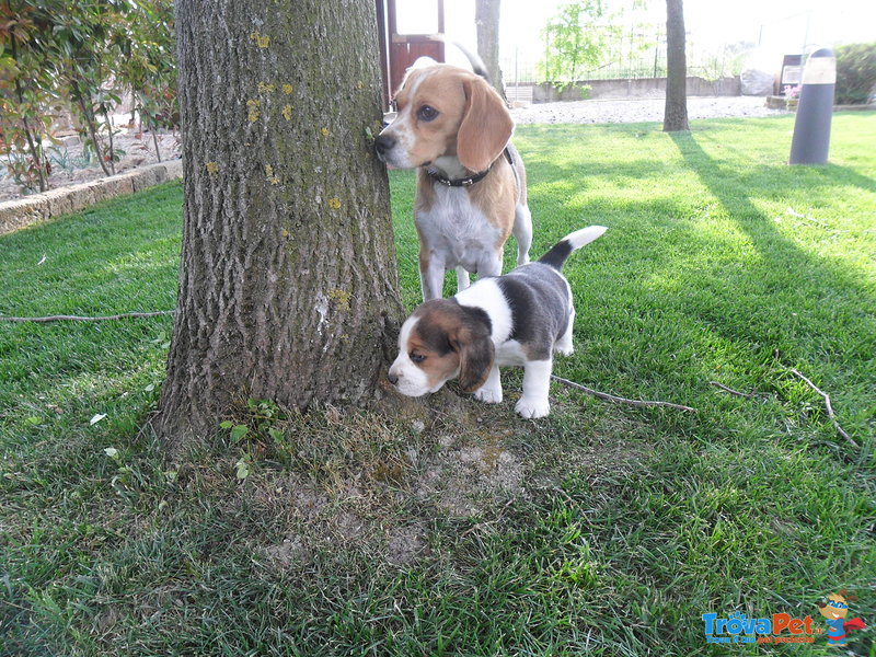 Beagle Taglia Piccola (2 Cuccioli) - Foto n. 1