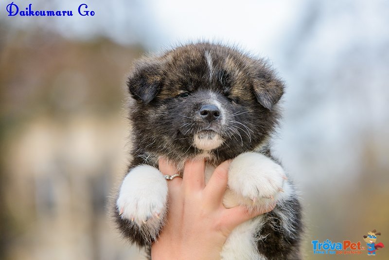 Akita inu Cuccioli - Foto n. 4