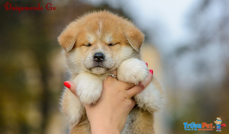 Akita inu Cuccioli - Foto n. 5