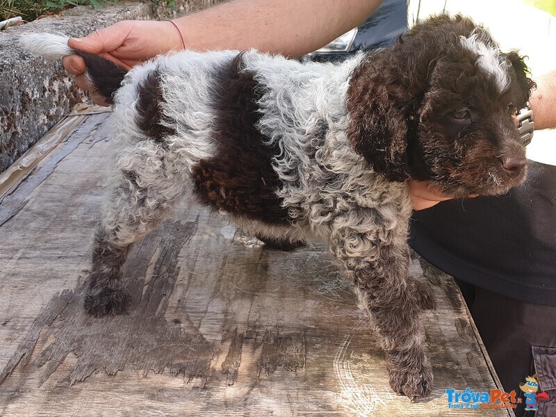 Cuccioli di Lagotto Romagnolo - Foto n. 2