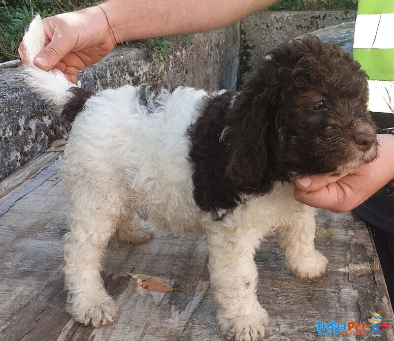 Cuccioli di Lagotto Romagnolo - Foto n. 1