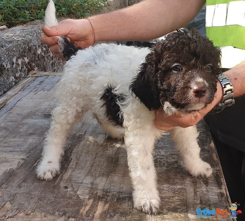 Cuccioli di Lagotto Romagnolo - Foto n. 3