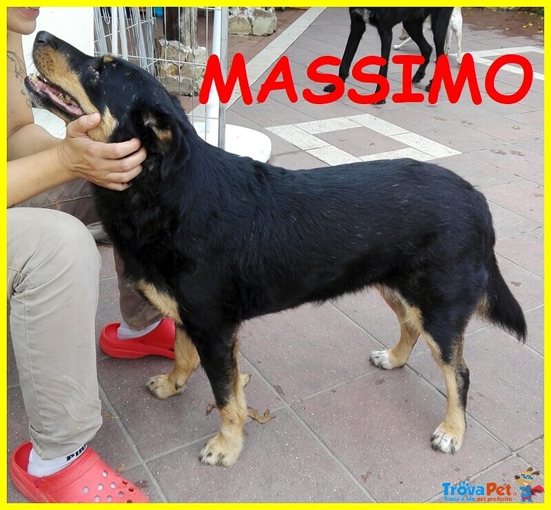 Massimo mix rott Cieco 9 Anni - Foto n. 1