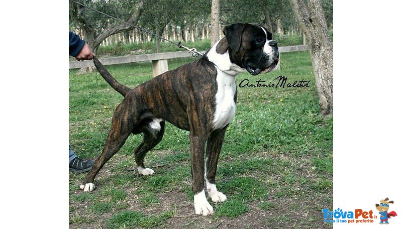 Maschio Boxer Ottima Genealogia Disponibile per Monte - Foto n. 1