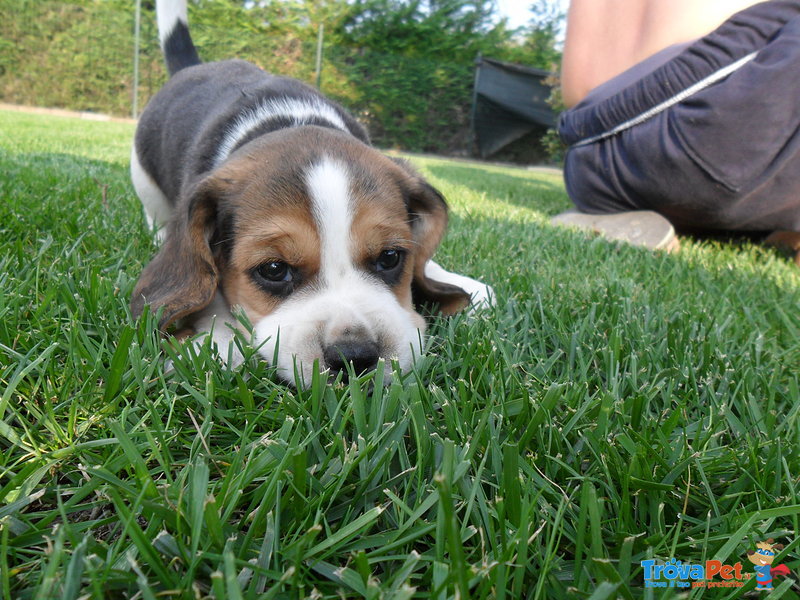 Beagle Taglia Piccola (2 Cuccioli) - Foto n. 2