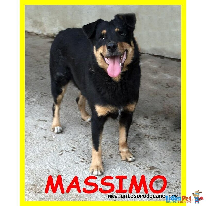 Massimo mix rott Cieco 9 Anni - Foto n. 4