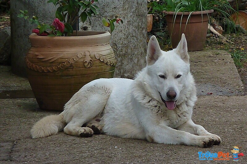 Cuccioli Pastore Tedesco - Foto n. 1