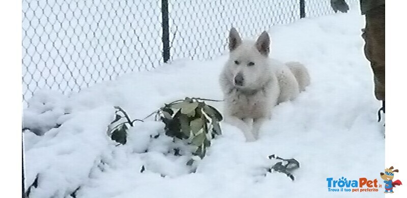 Cuccioli Pastore Tedesco - Foto n. 3