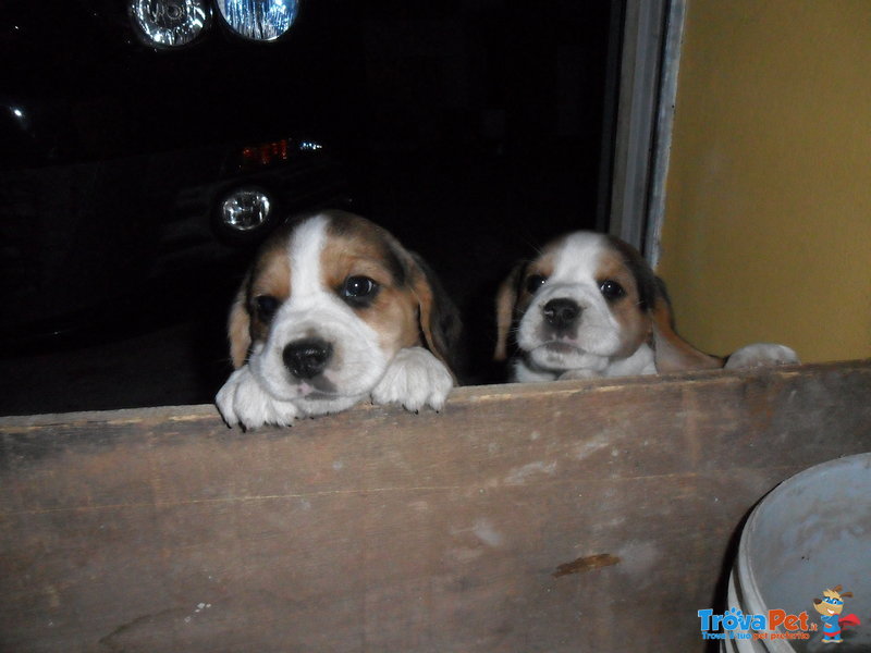 Beagle Taglia Piccola (2 Cuccioli) - Foto n. 3