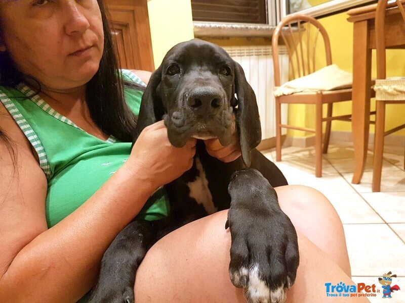 Cuccioli di Alano di Prestigiosa Genealogia - Foto n. 3