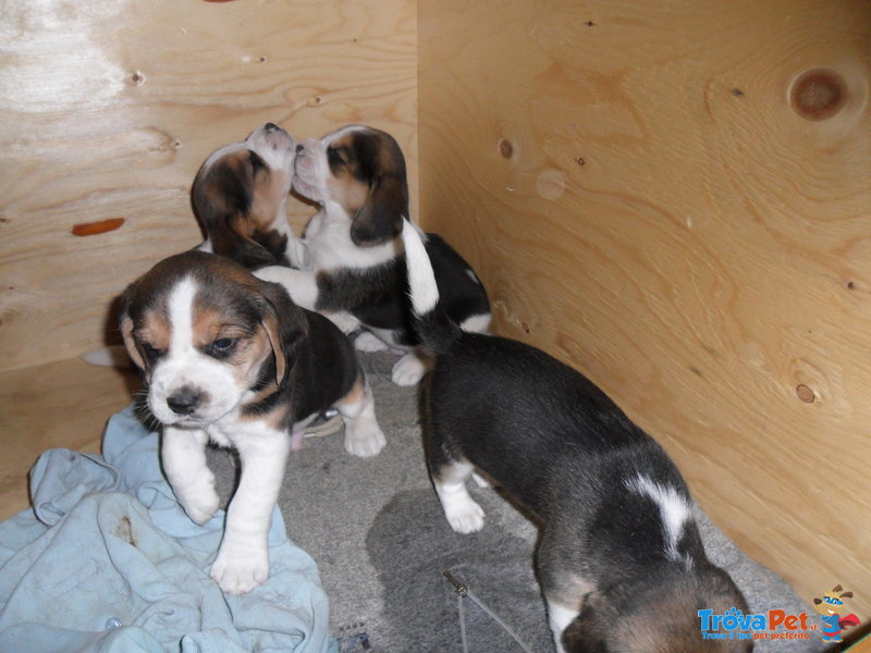 Beagle Taglia Piccola (2 Cuccioli) - Foto n. 4