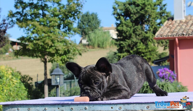 Cuccioli di Bouledogue Francese Bringe - Foto n. 1