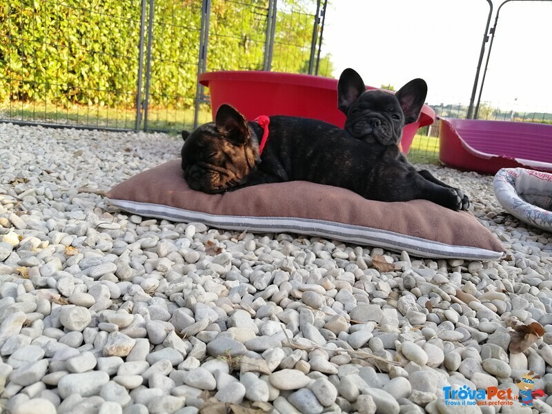 Cuccioli di Bouledogue Francese Bringe - Foto n. 3