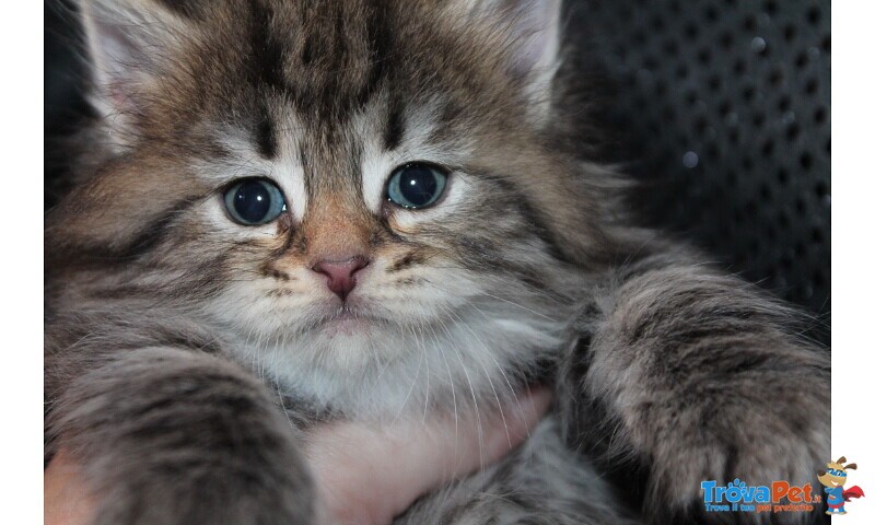 Gattini Siberiani Ipoallergenici - Foto n. 1