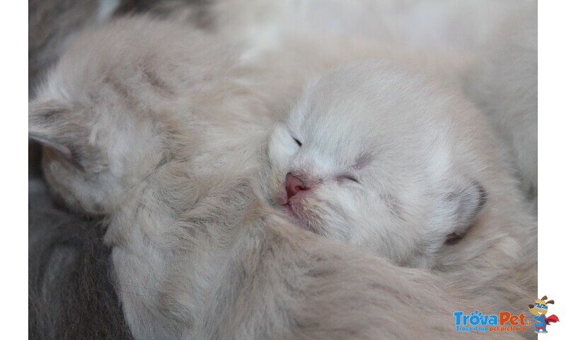 Gattini Siberiani Ipoallergenici - Foto n. 2