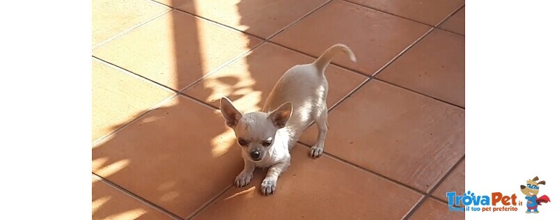 Cuccioli di Chihuahua - Foto n. 1