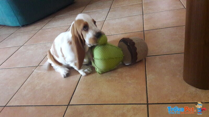 Bellissimi Cuccioli di Bassethound - Foto n. 1