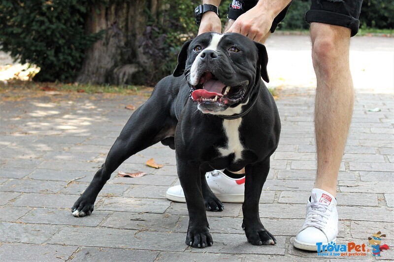 Cuccioli di Bulldog (old Englih Bulldog) - Foto n. 4