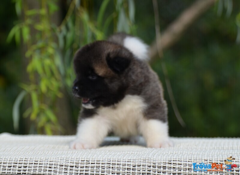 Am.akita Bellissimi Cuccioli - Foto n. 2