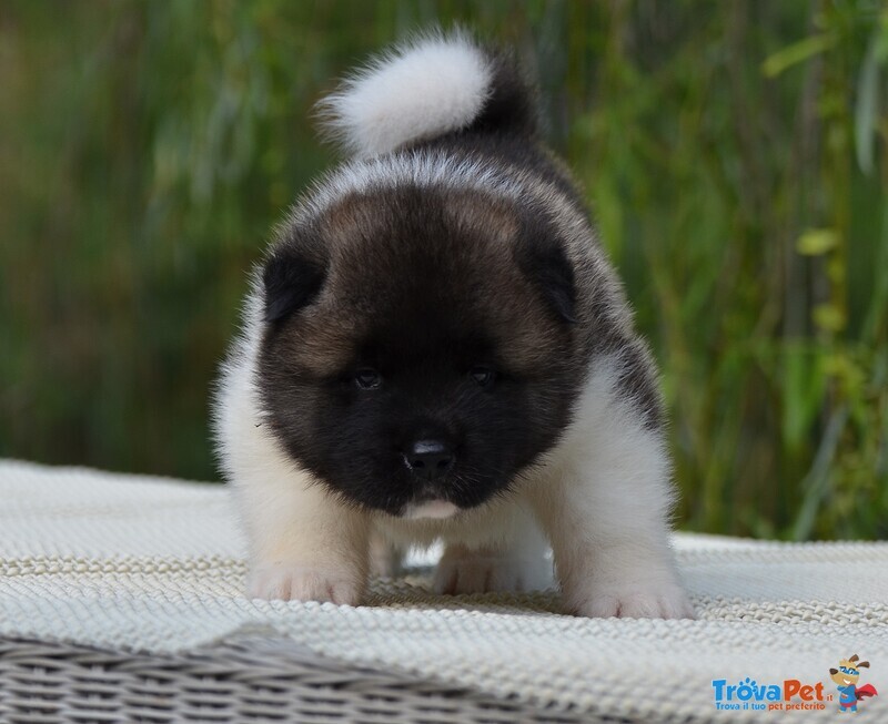 Am.akita Bellissimi Cuccioli - Foto n. 4