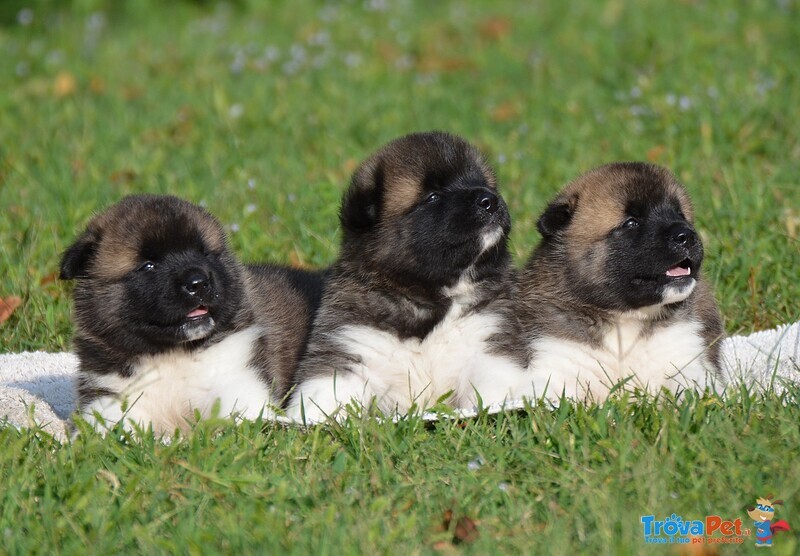 Am.akita Bellissimi Cuccioli - Foto n. 5