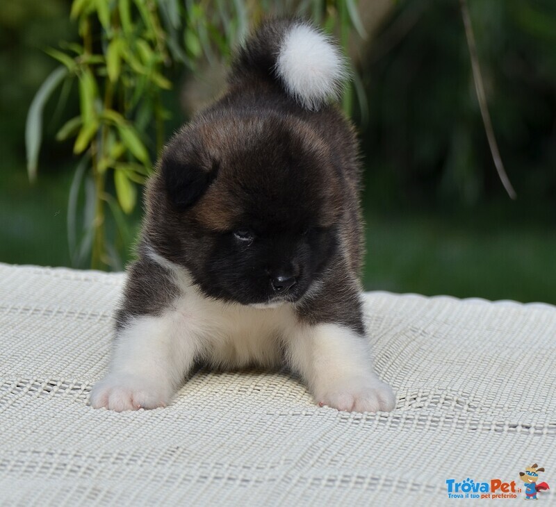 Am.akita Bellissimi Cuccioli - Foto n. 6