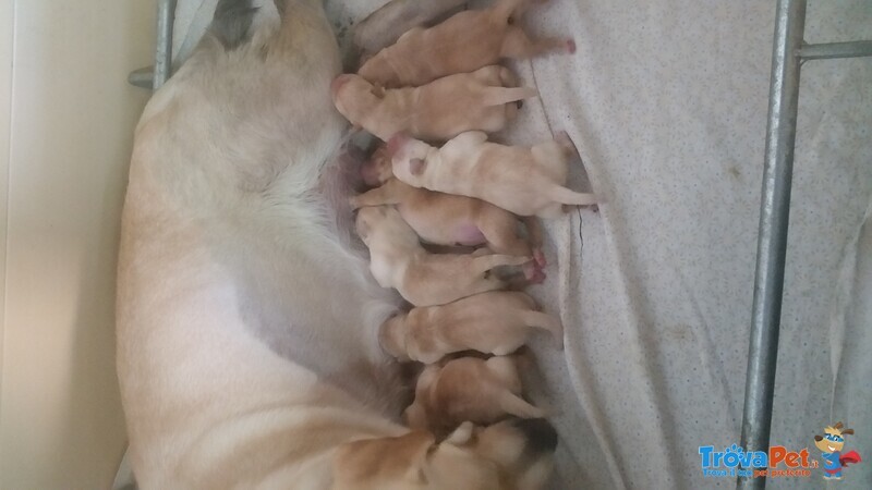 Cucciolata Labrador - Foto n. 1