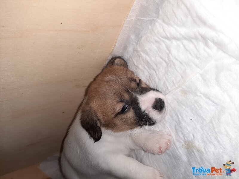 Cucciole jack Russel - Foto n. 9