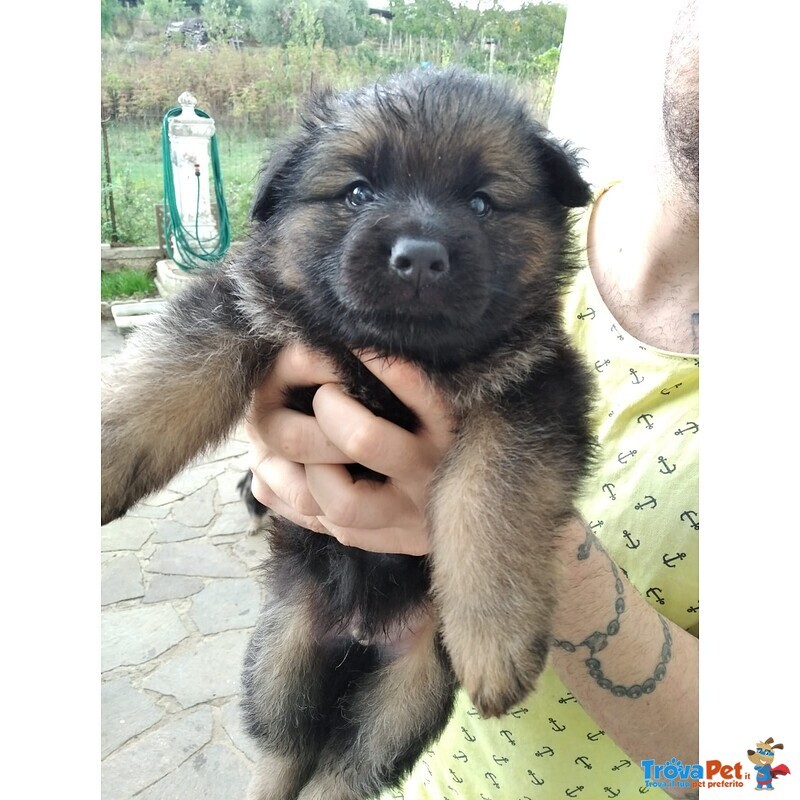 Cuccioli Pastore Tedesco - Foto n. 2