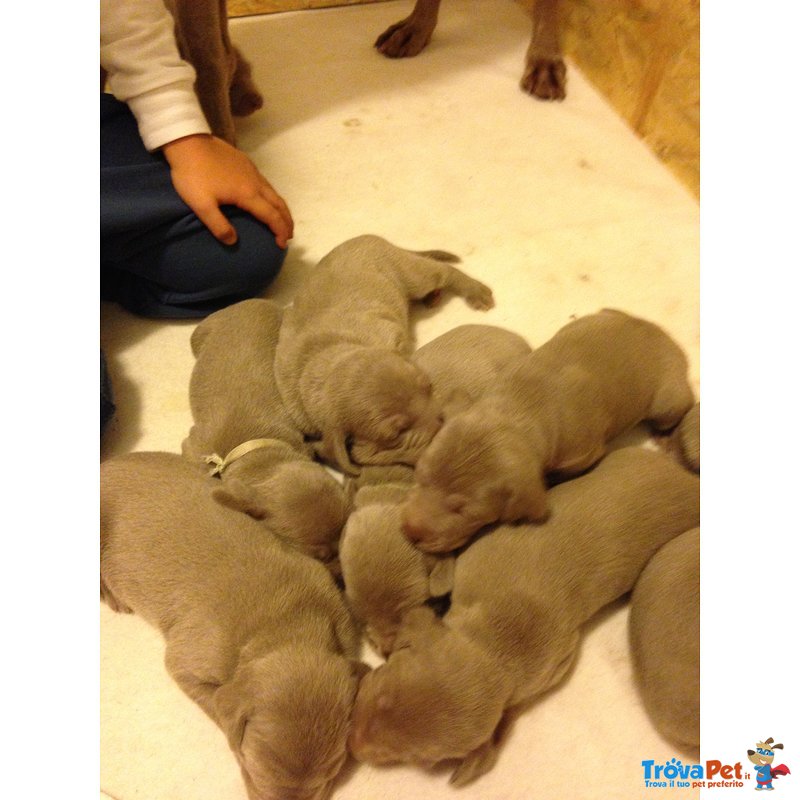 Cuccioli Maschi Weimaraner - Foto n. 2