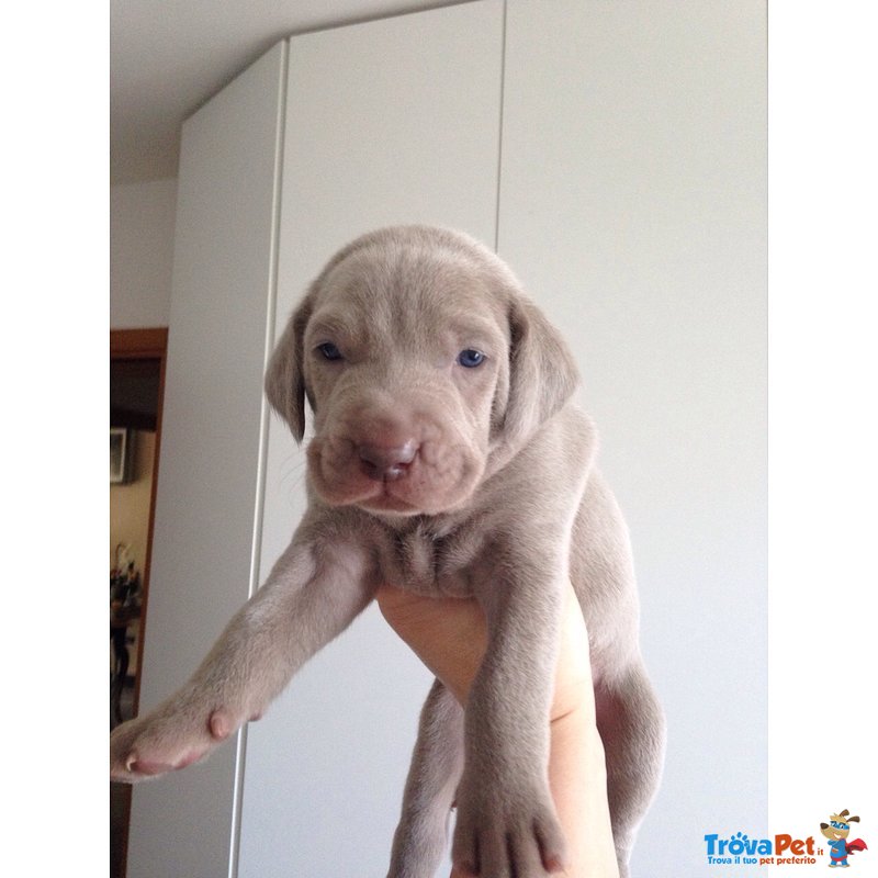 Cuccioli Maschi Weimaraner - Foto n. 1